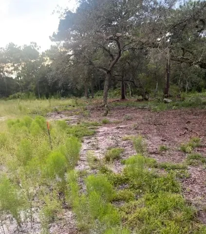 a view of a garden with trees