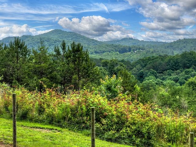 384 Dean Road Mineral Bluff, GA 30559 - Photo 12 of 66