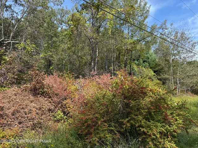 a view of a yard with a tree