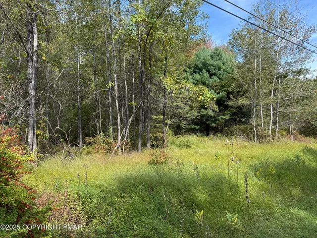a view of a lush green space