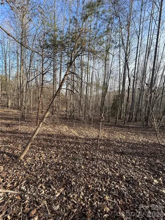 a view of a forest with trees