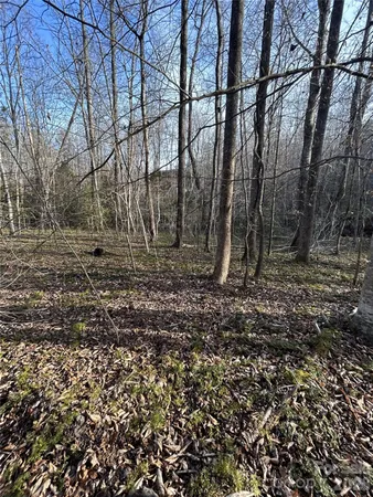 a view of yard covered with trees