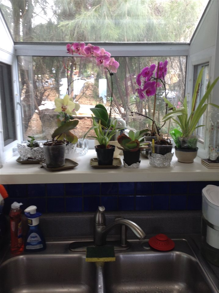 320 Ainakula Road Kula, HI 96790 - Photo 14 of 23 a room with lots of potted plants