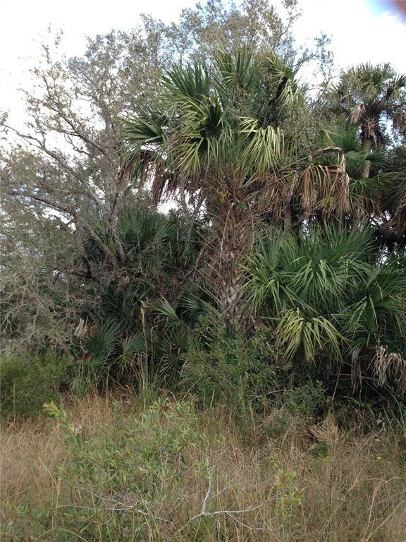 50670 Bermont Road Punta Gorda, FL 33982 - Photo 11 of 23 a view of a forest