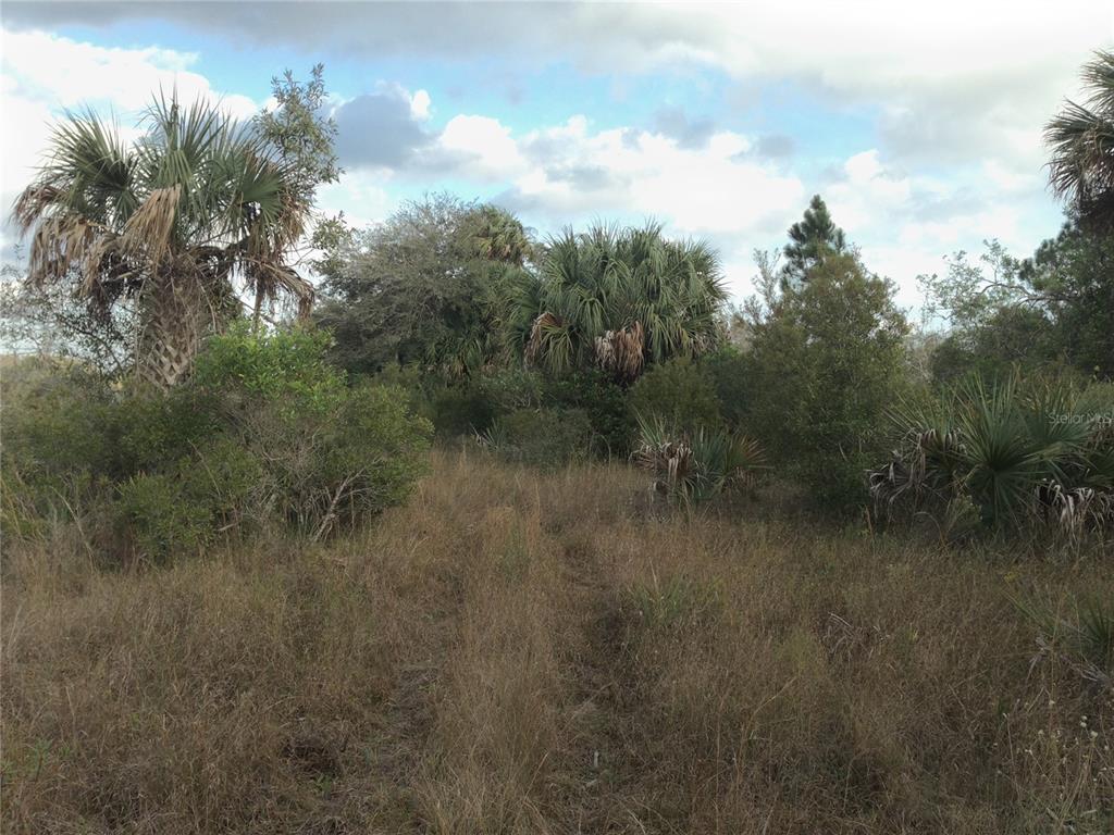 50670 Bermont Road Punta Gorda, FL 33982 - Photo 12 of 23 a view of a forest with trees in the background