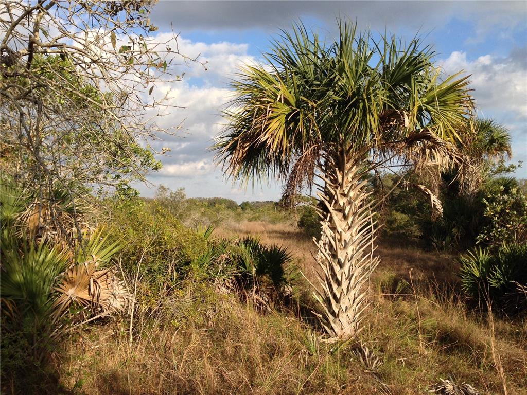 50670 Bermont Road Punta Gorda, FL 33982 - Photo 14 of 23 a view of a yard