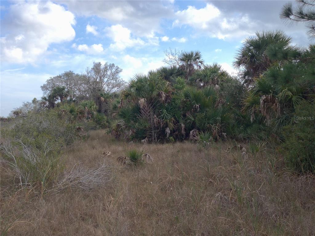 50670 Bermont Road Punta Gorda, FL 33982 - Photo 20 of 23 a view of a dry yard