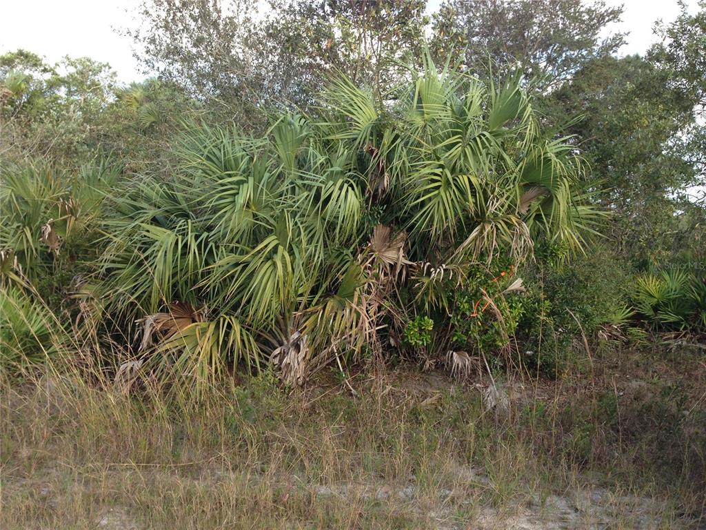 50670 Bermont Road Punta Gorda, FL 33982 - Photo 23 of 23 a view of a yard