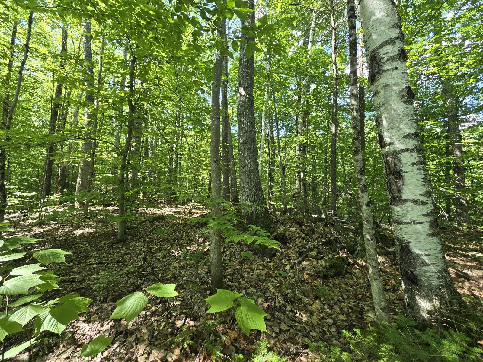 Lot 67 Temple Road Temple, ME 04984 - Photo 8 of 23 20260624_093623