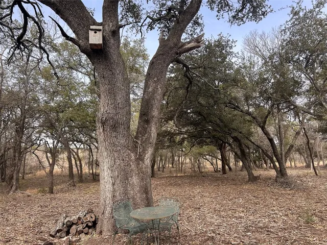 a view of a tree in the backyard