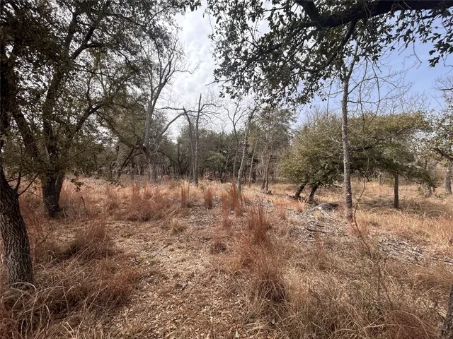 a view of a forest filled with trees