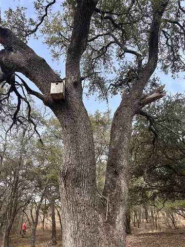 a view of a tree in a yard