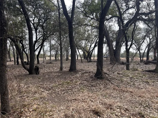 a view of a forest filled with trees