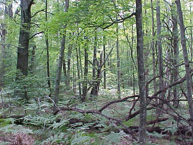Lake Road Wausaukee, WI 54177 - Photo 1 of 1 Primary Photo