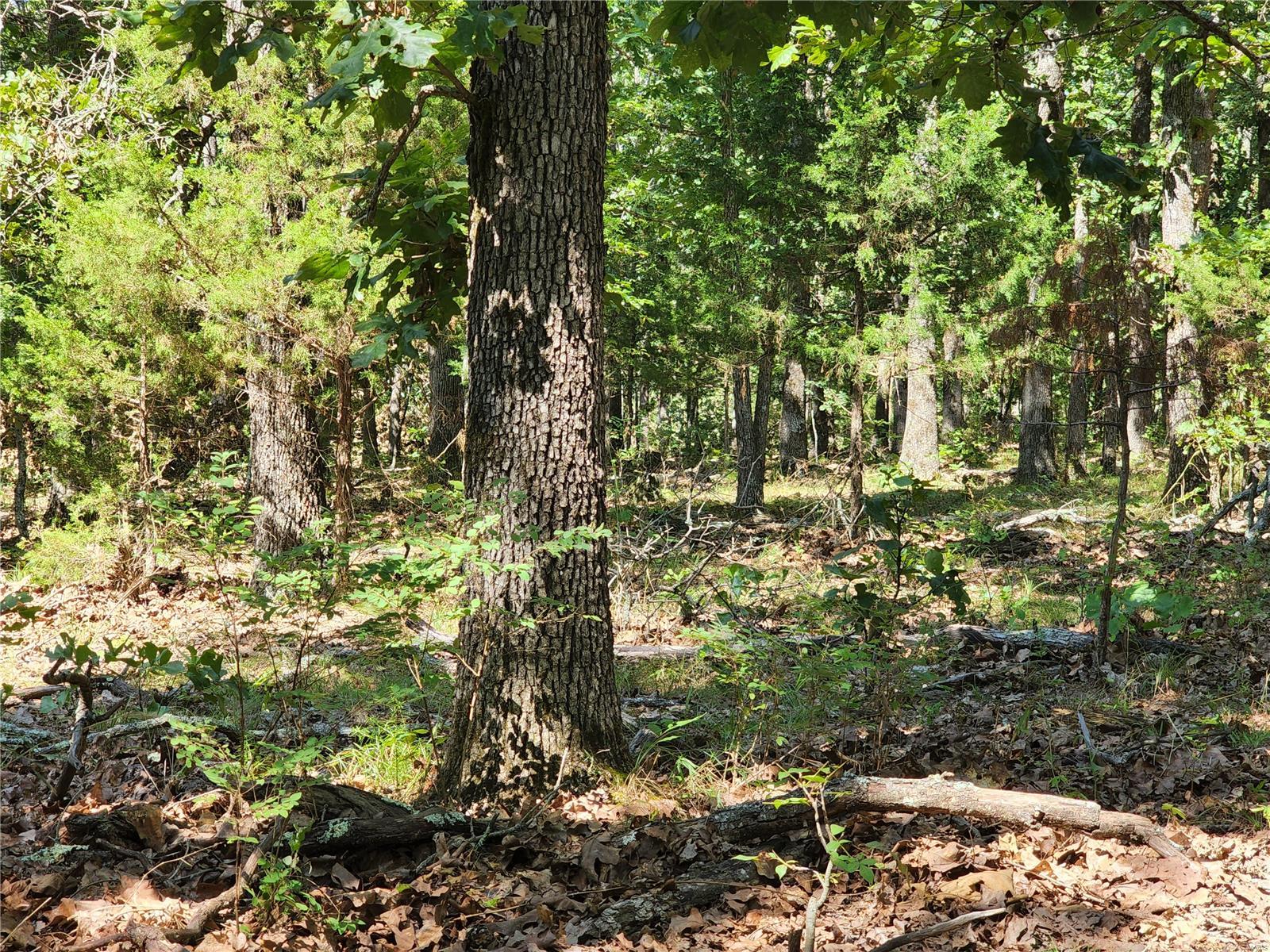 0 Baty/casey Road Graff, MO 65660 - Photo 10 of 27