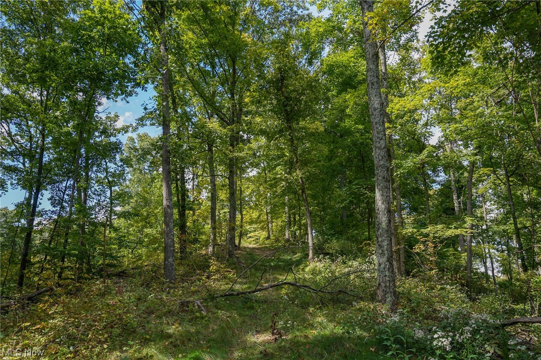 Morningstar Road Blue Rock, OH 43720 - Photo 13 of 22 View of nature