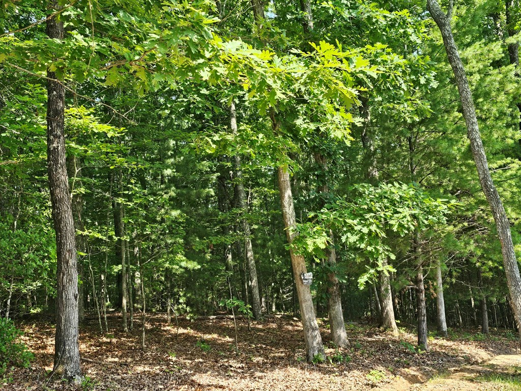 31-acres Upper Bear Paw Road Murphy, NC 28906 - Photo 23 of 26