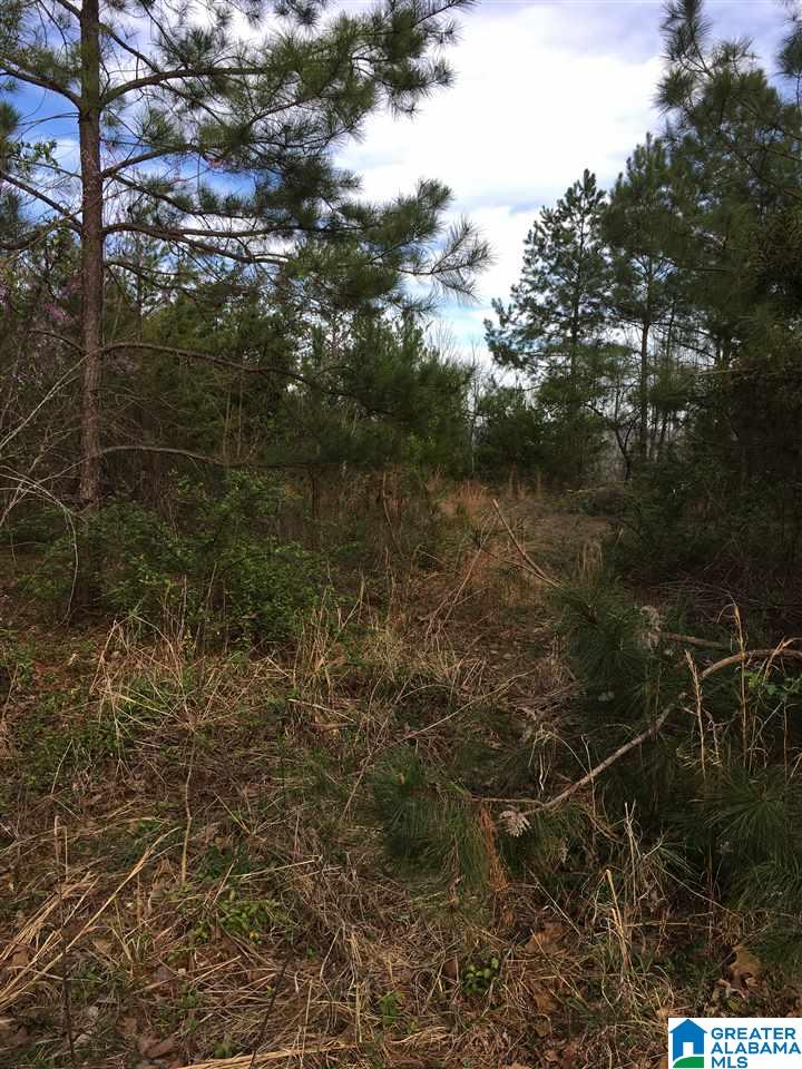 230 County Line Road Oxford, AL 36203 - Photo 41 of 50
