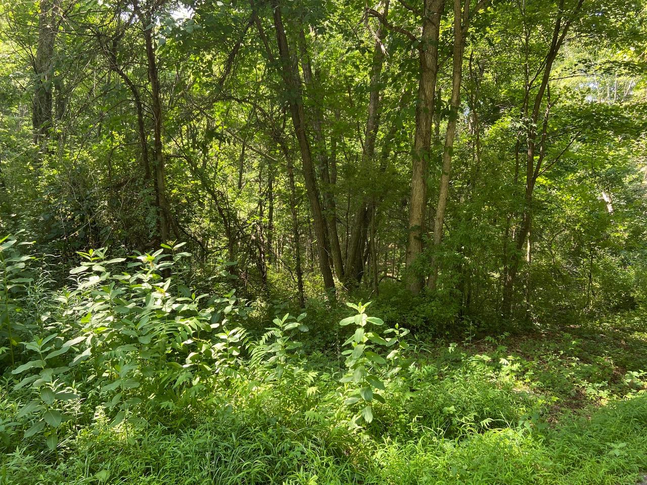 Otter Creek Road Crawley, WV 24931 - Photo 1 of 3 Gallery Image 1