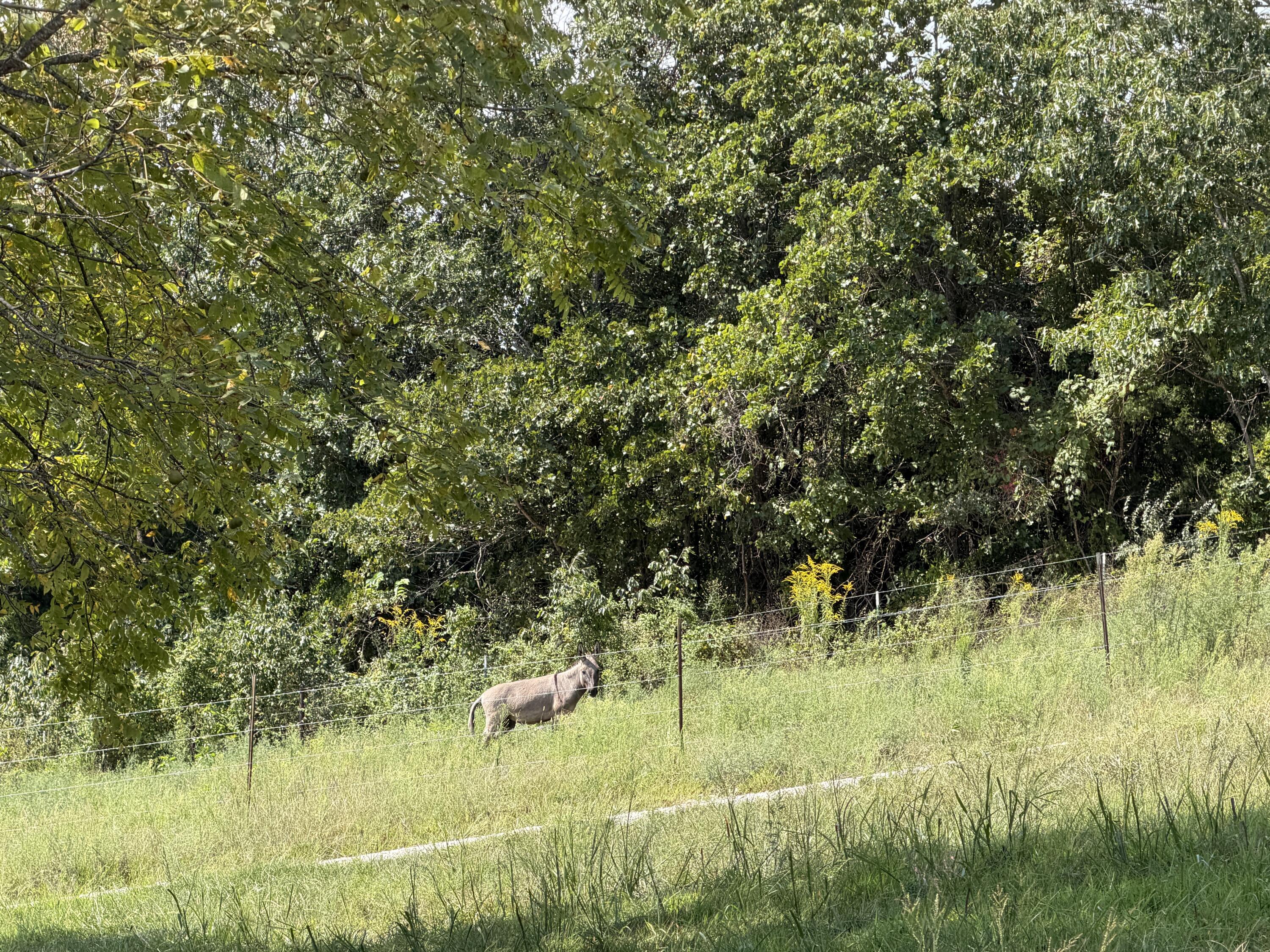 3494 Spence School Road Mansfield, MO 65704 - Photo 25 of 31 Trees and Open