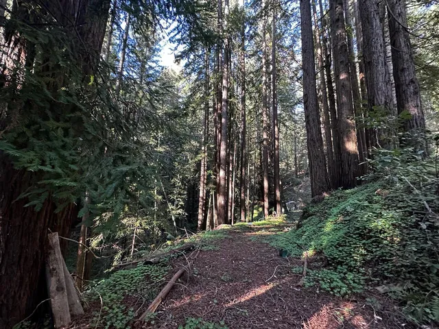 a view of outdoor space and trees