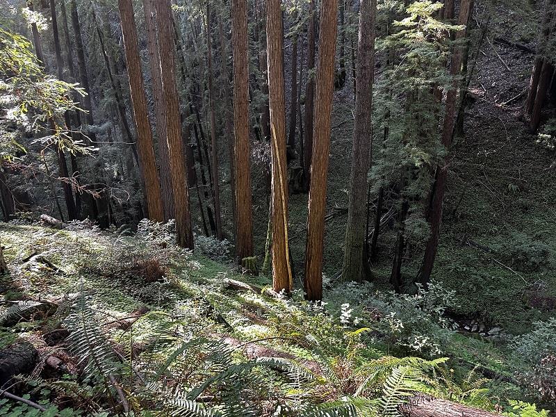 0 Warren Drive Santa Cruz, CA 95060 - Photo 11 of 17 a view of backyard space