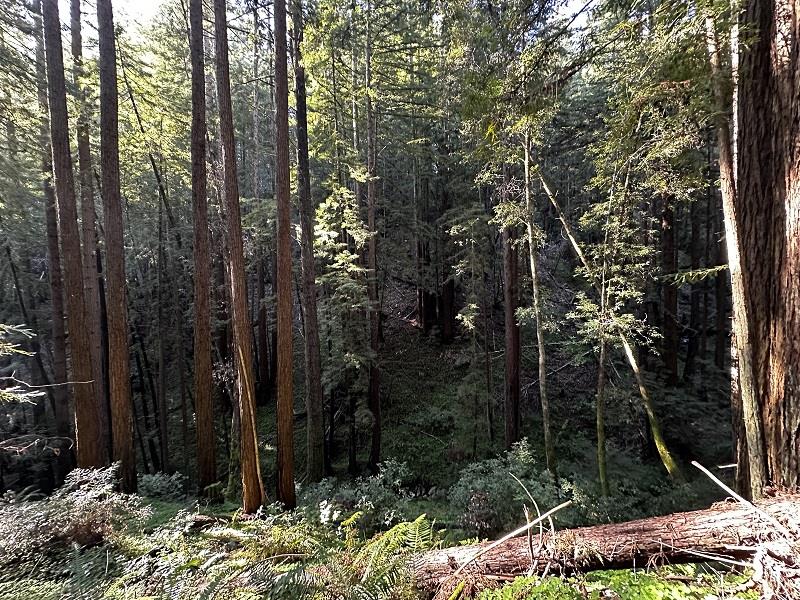 0 Warren Drive Santa Cruz, CA 95060 - Photo 12 of 17 a view of forest