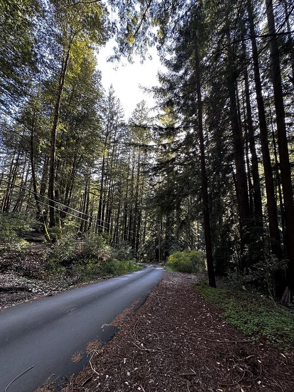 0 Warren Drive Santa Cruz, CA 95060 - Photo 13 of 17 a big yard with lots of green space and trees