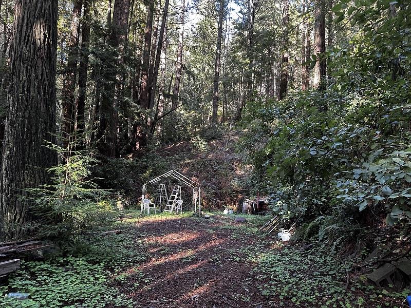 0 Warren Drive Santa Cruz, CA 95060 - Photo 15 of 17 a view of a forest with trees