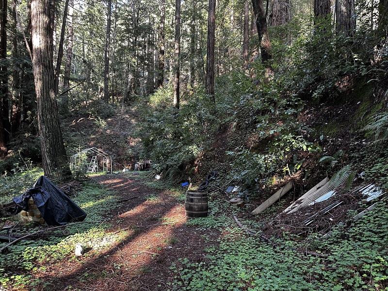 0 Warren Drive Santa Cruz, CA 95060 - Photo 16 of 17 a view of a forest with large trees