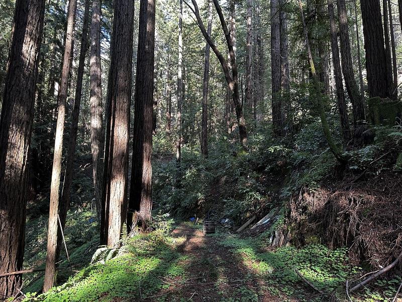 0 Warren Drive Santa Cruz, CA 95060 - Photo 5 of 17 a view of forest