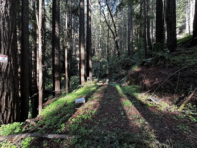 0 Warren Drive Santa Cruz, CA 95060 - Photo 6 of 17 a view of street with lots of trees