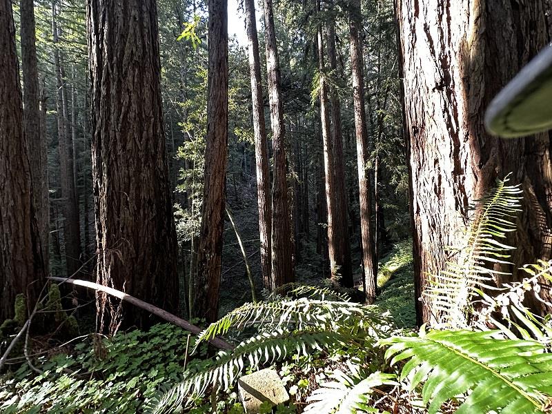 0 Warren Drive Santa Cruz, CA 95060 - Photo 9 of 17 a backyard of a house with lots of green space