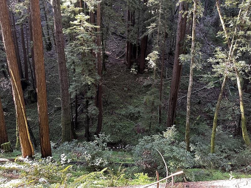 0 Warren Drive Santa Cruz, CA 95060 - Photo 10 of 17 a view of a backyard