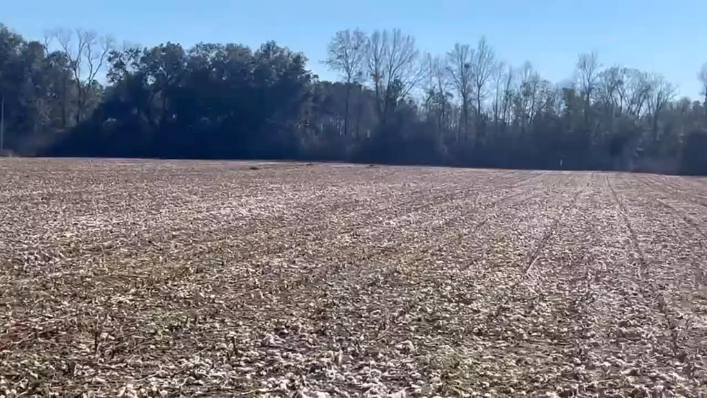 0 Draughon Road Gordon, AL 36343 - Photo 1 of 8 Main View