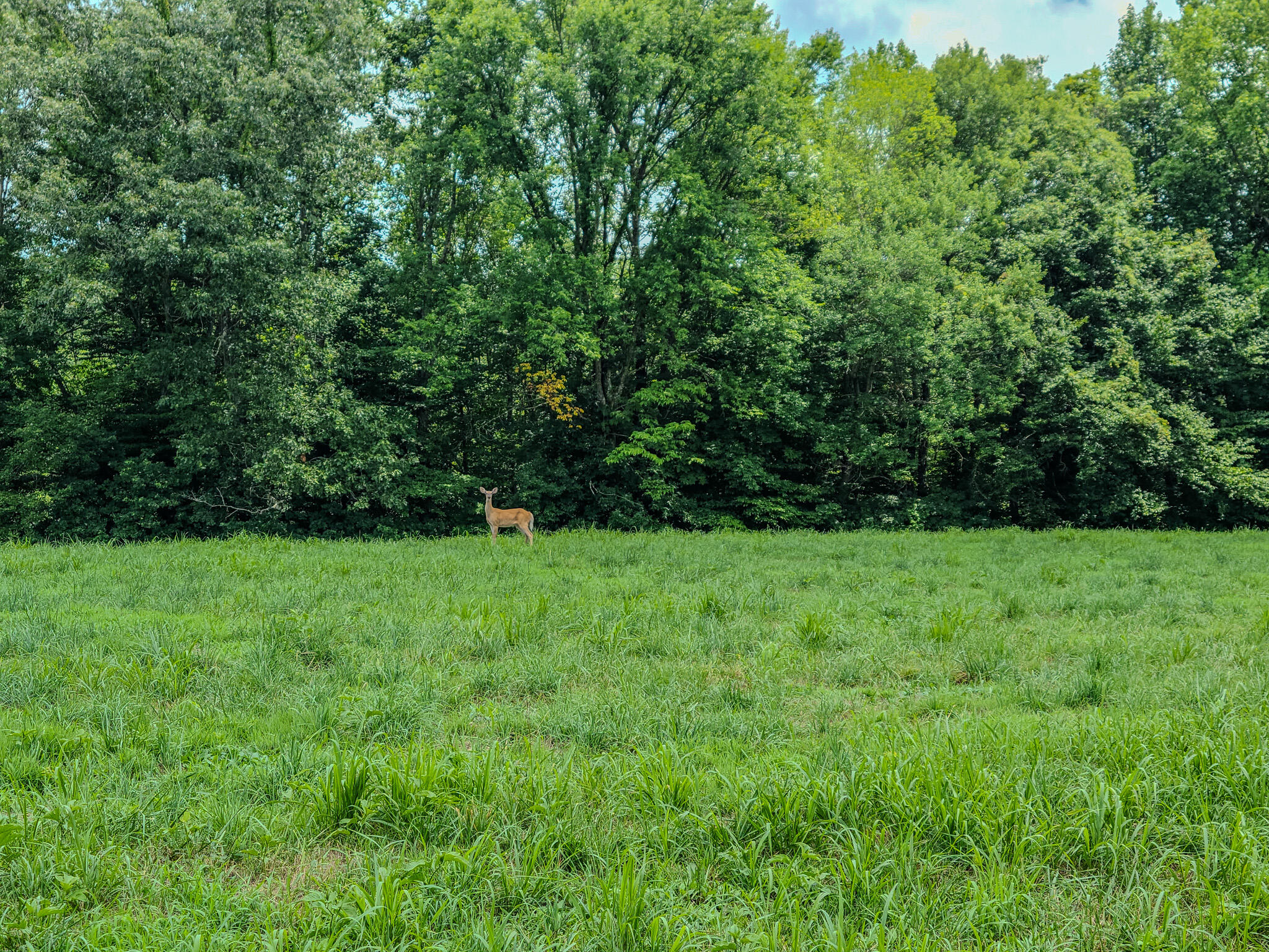 1640 Clear Branch Road Liberty, KY 42539 - Photo 112 of 135 20240702_143854