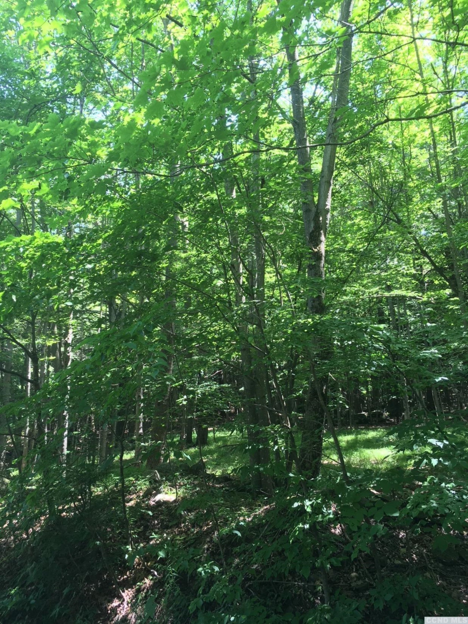 0 Ferris Hill Road Grand Gorge, NY 12434 - Photo 5 of 10 Photo 5