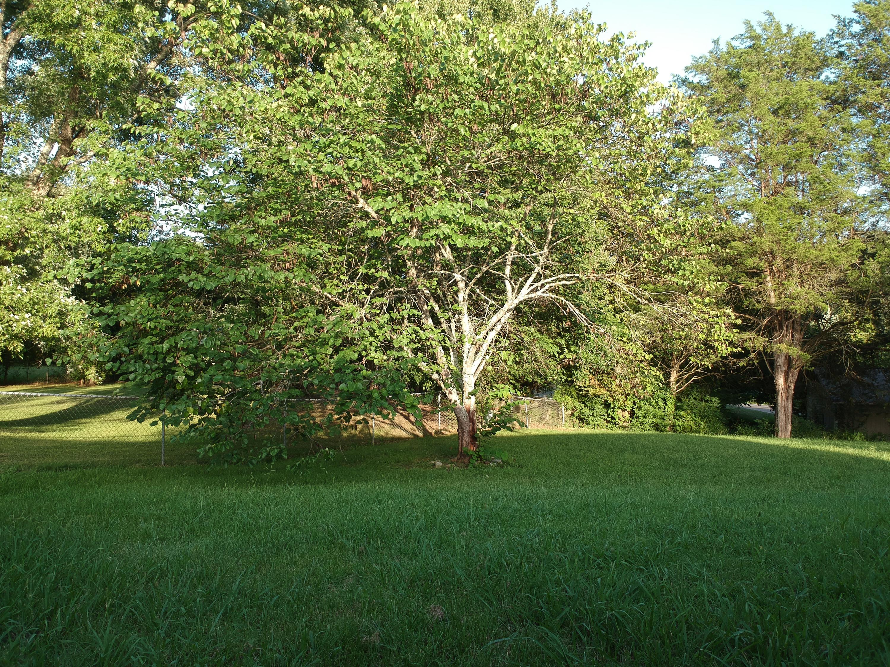 1834 Norlil Road Sevierville, TN 37876 - Photo 10 of 23 10Rear