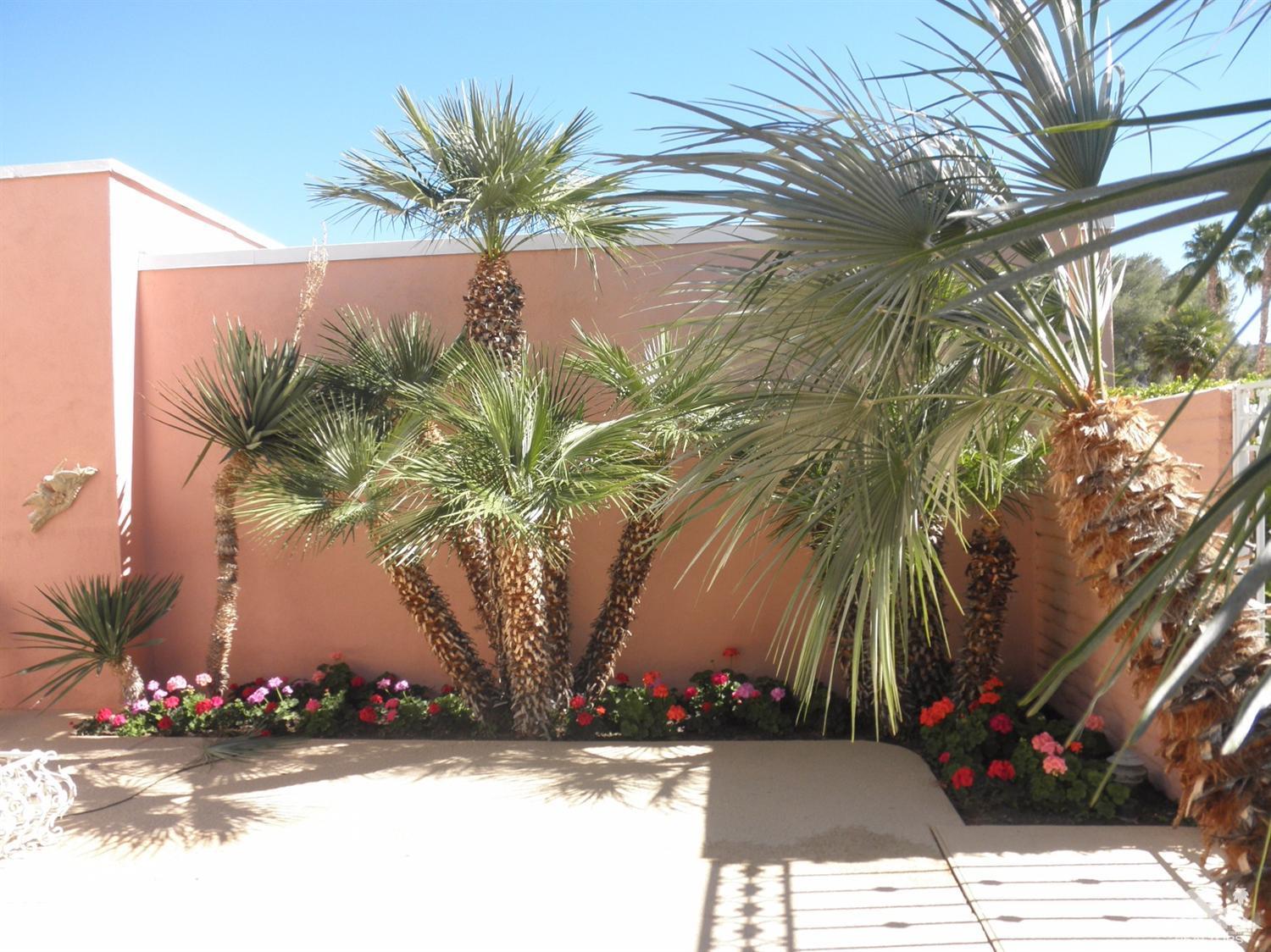 47432 Rabat Drive Palm Desert, CA 92260 - Photo 4 of 21 a view of a palm tree next to a yard