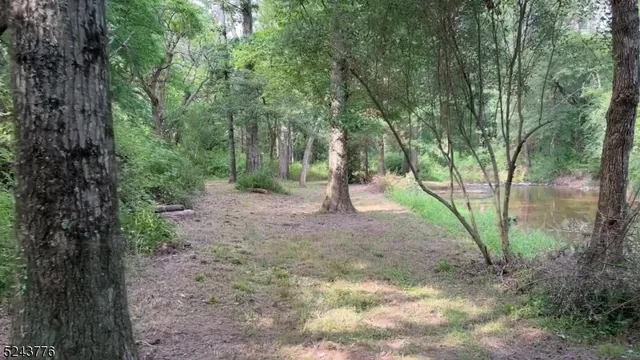 a view of a forest with trees in the background