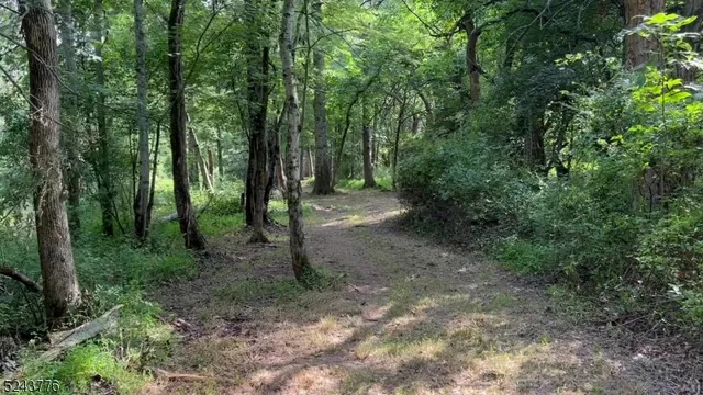 a view of a forest with trees in the background