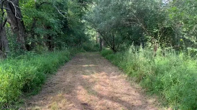 a view of a forest with trees in front of it
