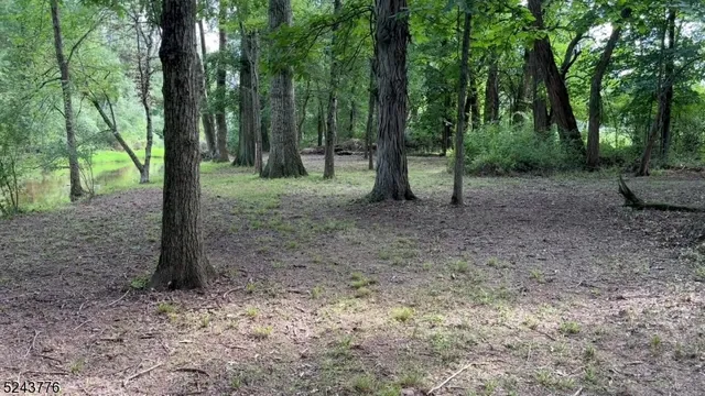 a view of a forest filled with trees