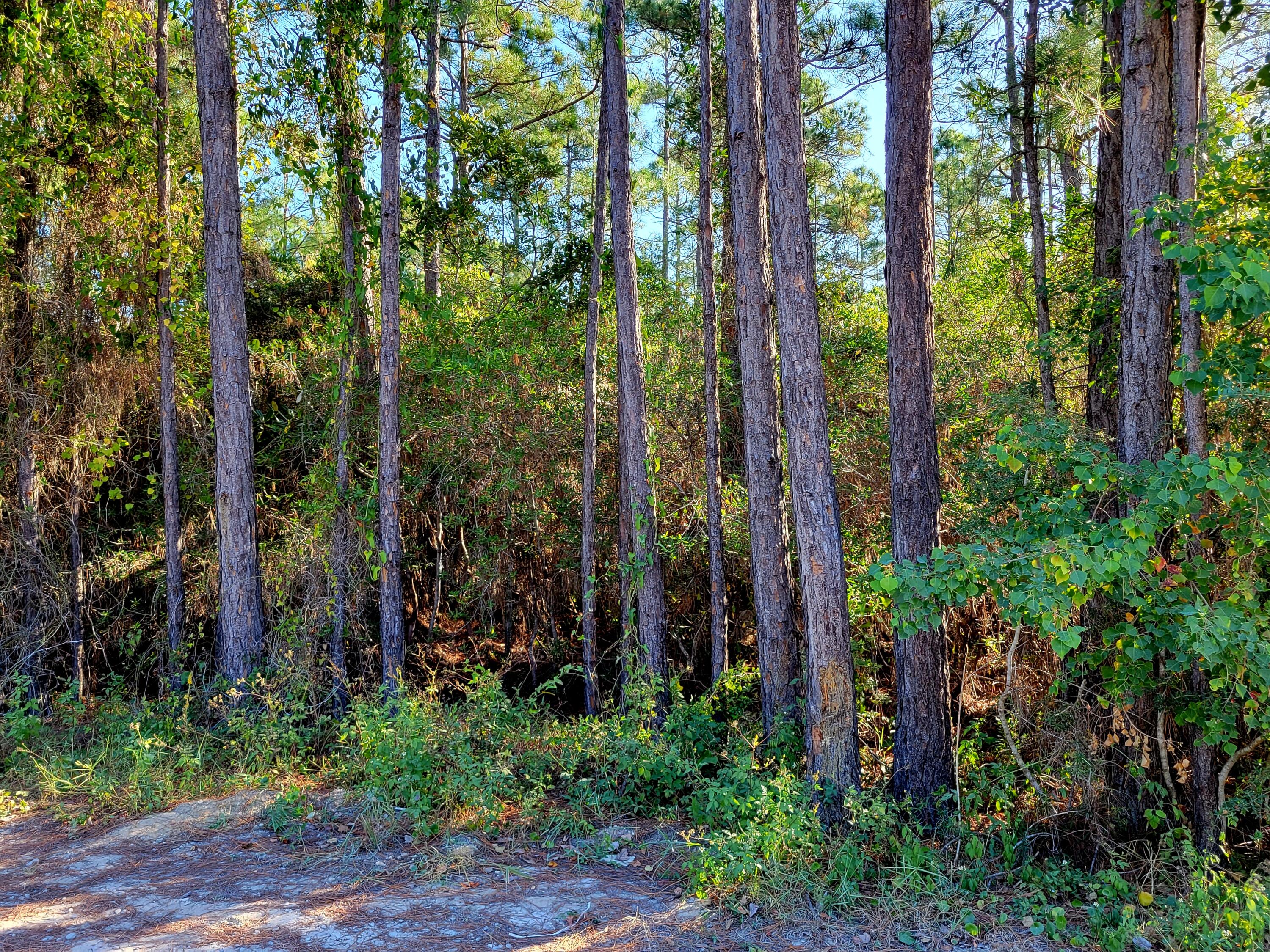 10-15 Chat Holly Road Santa Rosa Beach, FL 32459 - Photo 6 of 6 a view of forest