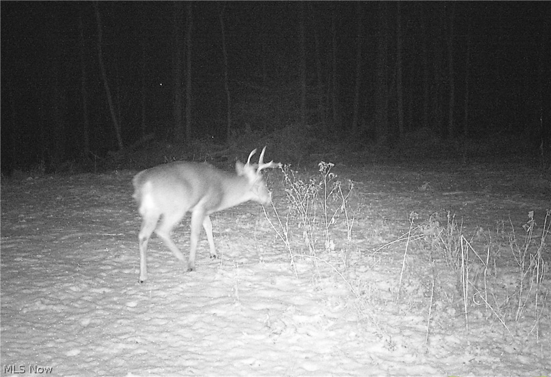 Tabor Ridge Road Mineral City, OH 44656 - Photo 9 of 33 Gallery Image 9