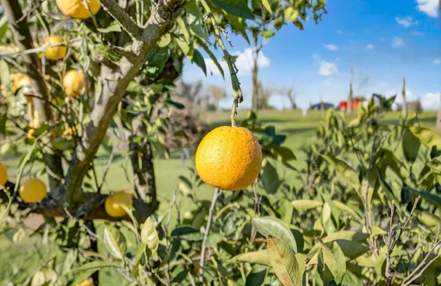 $1,050,000 | 9425 Montevideo Drive, Wilton, CA 95693