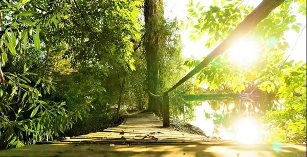 a view of a lake with trees