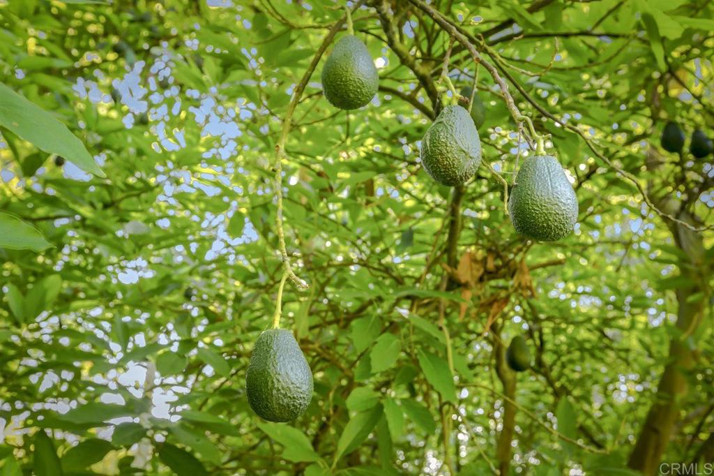 6036 Rainbow Heights Road Fallbrook, CA 92028 - Photo 52 of 70 a view of a lush green plant