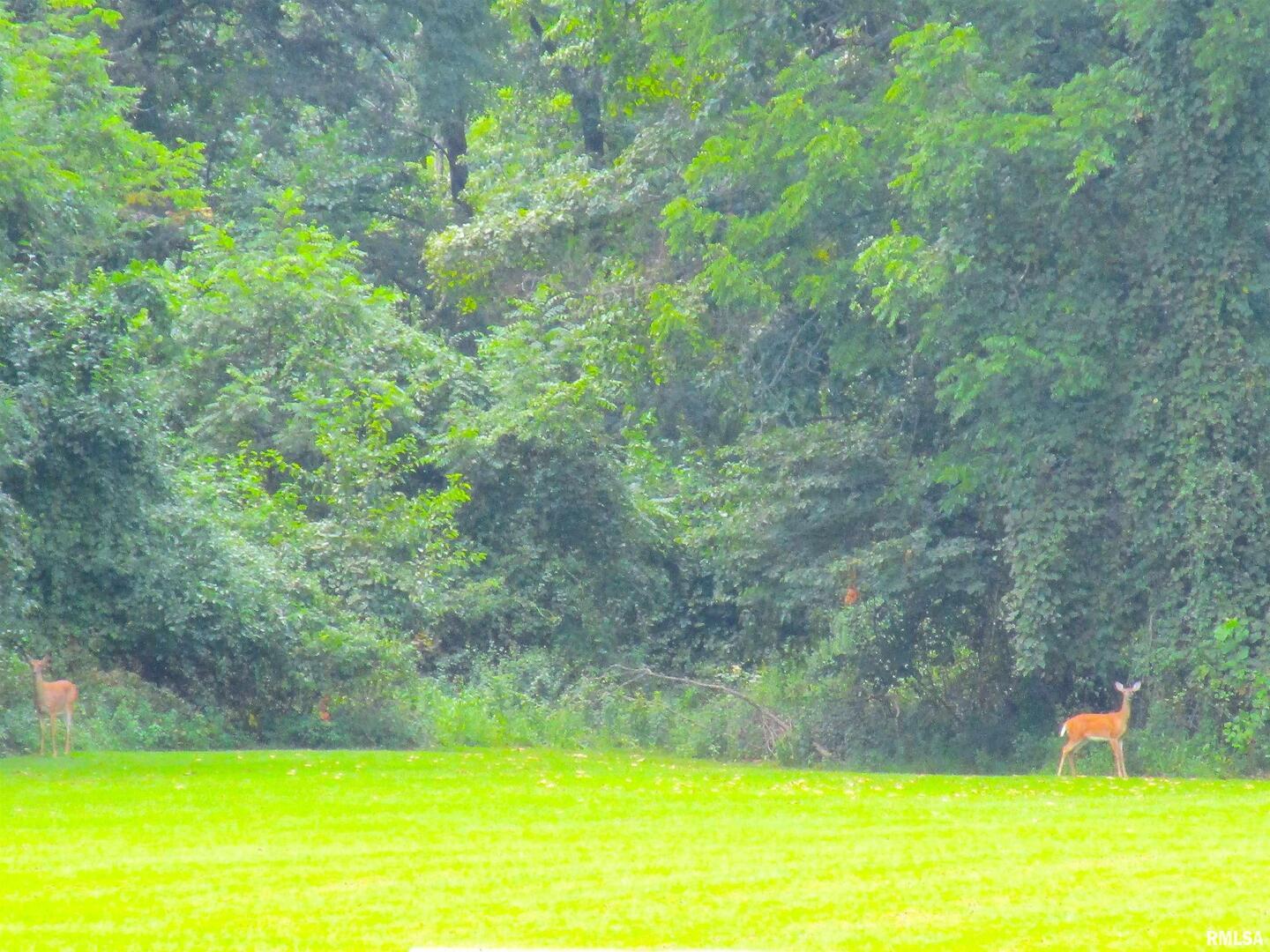 1253 County Road 800 East Carmi, IL 62821 - Photo 32 of 51 a view of a swimming pool with a yard