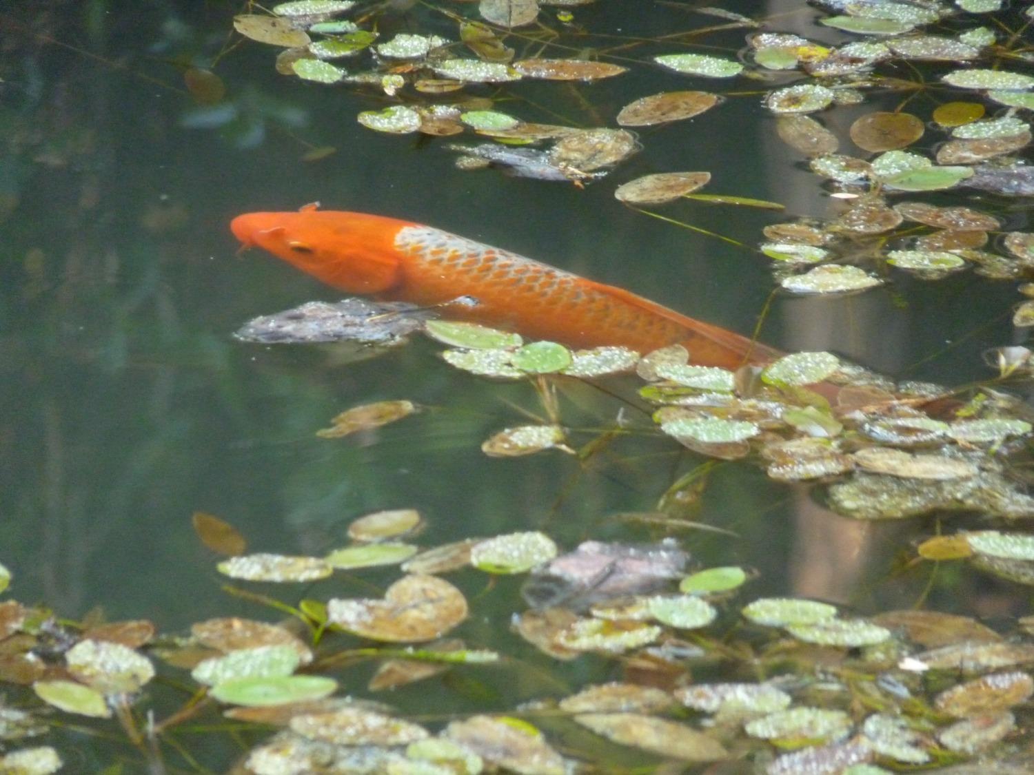 14138 La Porte Road Strawberry Valley, CA 95981 - Photo 42 of 61